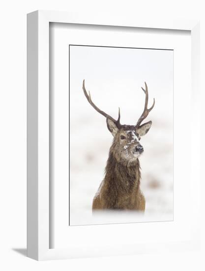 Red Deer Stag (Cervus Elaphus) Portrait in Snowy Moorland, Cairngorms Np, Scotland, UK, December-Mark Hamblin-Framed Photographic Print