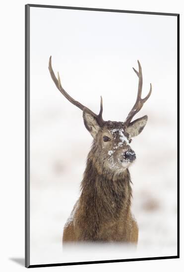 Red Deer Stag (Cervus Elaphus) Portrait in Snowy Moorland, Cairngorms Np, Scotland, UK, December-Mark Hamblin-Mounted Photographic Print