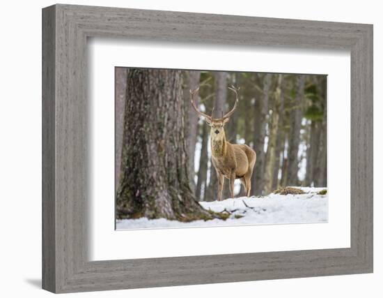 Red Deer Stag (Cervus Elaphus), Scottish Highlands, Scotland, United Kingdom, Europe-David Gibbon-Framed Photographic Print