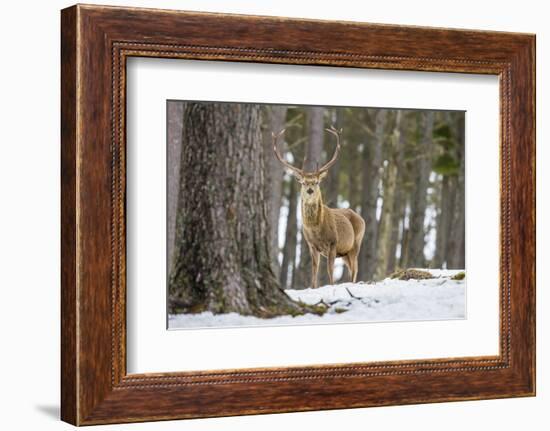 Red Deer Stag (Cervus Elaphus), Scottish Highlands, Scotland, United Kingdom, Europe-David Gibbon-Framed Photographic Print