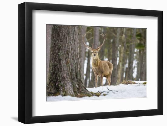 Red Deer Stag (Cervus Elaphus), Scottish Highlands, Scotland, United Kingdom, Europe-David Gibbon-Framed Photographic Print