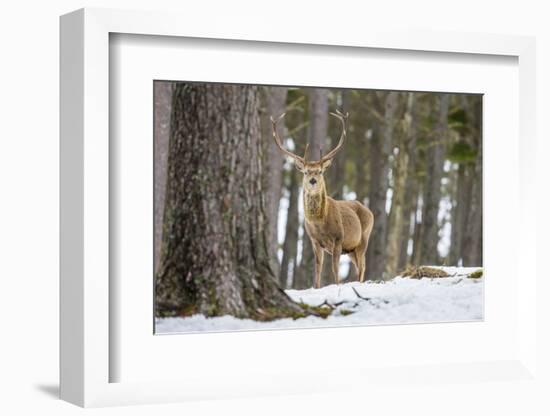 Red Deer Stag (Cervus Elaphus), Scottish Highlands, Scotland, United Kingdom, Europe-David Gibbon-Framed Photographic Print