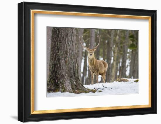 Red Deer Stag (Cervus Elaphus), Scottish Highlands, Scotland, United Kingdom, Europe-David Gibbon-Framed Photographic Print