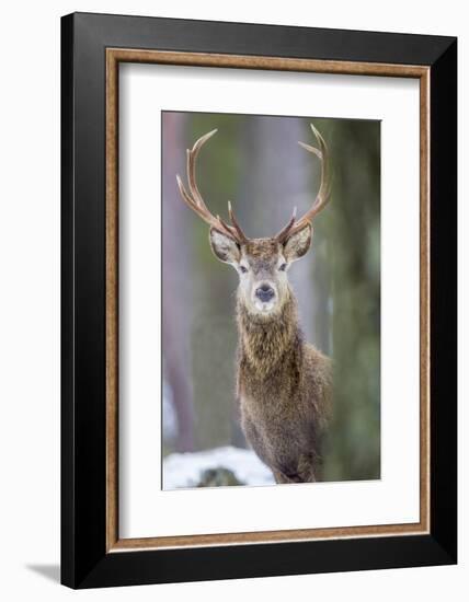 Red Deer Stag (Cervus Elaphus), Scottish Highlands, Scotland, United Kingdom, Europe-David Gibbon-Framed Photographic Print