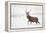 Red Deer Stag (Cervus Elaphus) Walking in Moorland in Snow, Cairngorms Np, Scotland, UK, December-Mark Hamblin-Framed Premier Image Canvas