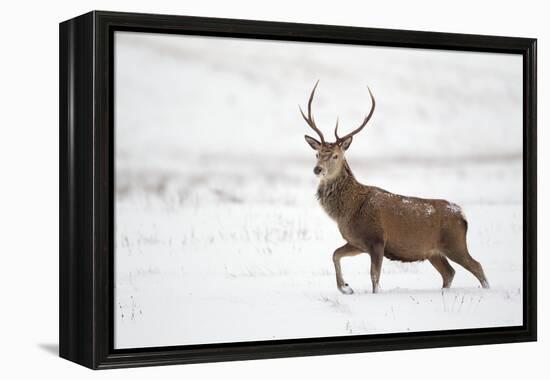 Red Deer Stag (Cervus Elaphus) Walking in Moorland in Snow, Cairngorms Np, Scotland, UK, December-Mark Hamblin-Framed Premier Image Canvas