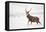 Red Deer Stag (Cervus Elaphus) Walking in Moorland in Snow, Cairngorms Np, Scotland, UK, December-Mark Hamblin-Framed Premier Image Canvas