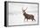 Red Deer Stag (Cervus Elaphus) Walking in Moorland in Snow, Cairngorms Np, Scotland, UK, December-Mark Hamblin-Framed Premier Image Canvas