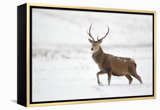 Red Deer Stag (Cervus Elaphus) Walking in Moorland in Snow, Cairngorms Np, Scotland, UK, December-Mark Hamblin-Framed Premier Image Canvas