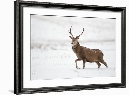 Red Deer Stag (Cervus Elaphus) Walking in Moorland in Snow, Cairngorms Np, Scotland, UK, December-Mark Hamblin-Framed Photographic Print