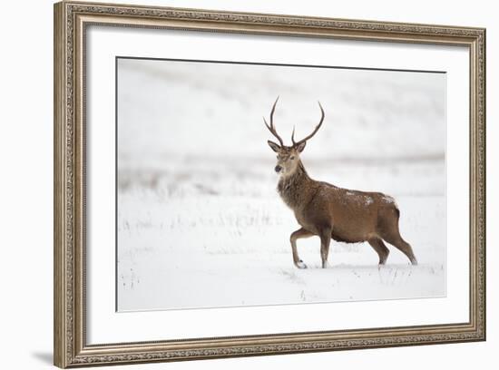 Red Deer Stag (Cervus Elaphus) Walking in Moorland in Snow, Cairngorms Np, Scotland, UK, December-Mark Hamblin-Framed Photographic Print