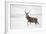 Red Deer Stag (Cervus Elaphus) Walking in Moorland in Snow, Cairngorms Np, Scotland, UK, December-Mark Hamblin-Framed Photographic Print