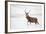 Red Deer Stag (Cervus Elaphus) Walking in Moorland in Snow, Cairngorms Np, Scotland, UK, December-Mark Hamblin-Framed Photographic Print