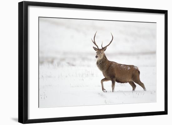 Red Deer Stag (Cervus Elaphus) Walking in Moorland in Snow, Cairngorms Np, Scotland, UK, December-Mark Hamblin-Framed Photographic Print