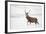 Red Deer Stag (Cervus Elaphus) Walking in Moorland in Snow, Cairngorms Np, Scotland, UK, December-Mark Hamblin-Framed Photographic Print