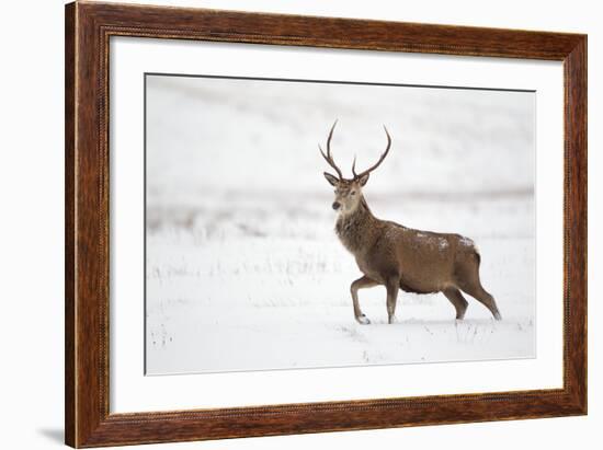 Red Deer Stag (Cervus Elaphus) Walking in Moorland in Snow, Cairngorms Np, Scotland, UK, December-Mark Hamblin-Framed Photographic Print