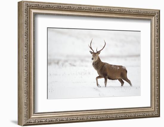 Red Deer Stag (Cervus Elaphus) Walking in Moorland in Snow, Cairngorms Np, Scotland, UK, December-Mark Hamblin-Framed Photographic Print