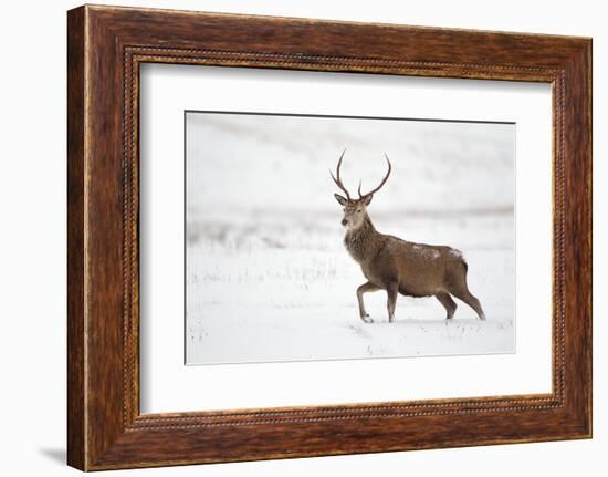 Red Deer Stag (Cervus Elaphus) Walking in Moorland in Snow, Cairngorms Np, Scotland, UK, December-Mark Hamblin-Framed Photographic Print