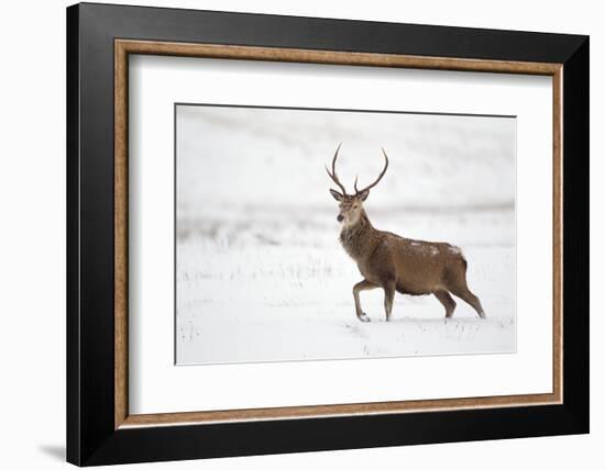 Red Deer Stag (Cervus Elaphus) Walking in Moorland in Snow, Cairngorms Np, Scotland, UK, December-Mark Hamblin-Framed Photographic Print