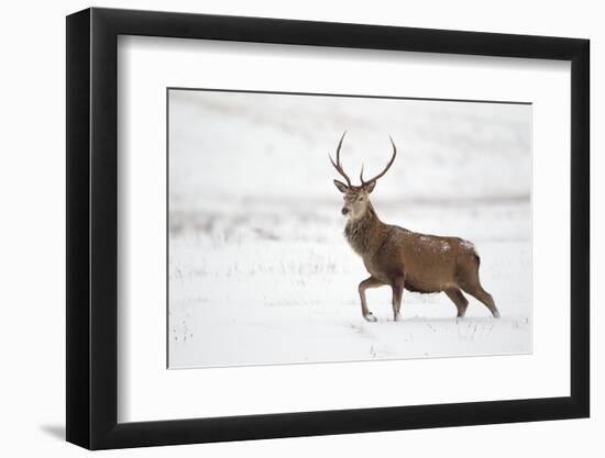 Red Deer Stag (Cervus Elaphus) Walking in Moorland in Snow, Cairngorms Np, Scotland, UK, December-Mark Hamblin-Framed Photographic Print