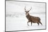 Red Deer Stag (Cervus Elaphus) Walking in Moorland in Snow, Cairngorms Np, Scotland, UK, December-Mark Hamblin-Mounted Photographic Print