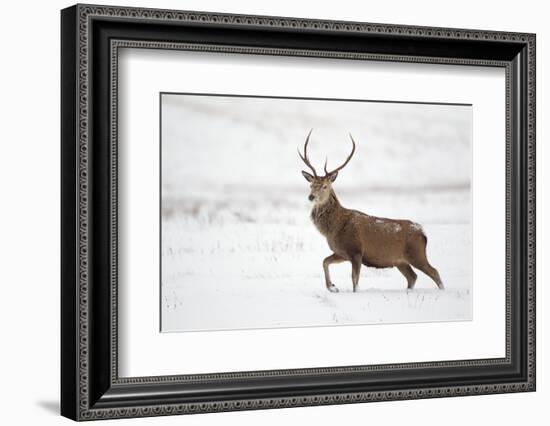 Red Deer Stag (Cervus Elaphus) Walking in Moorland in Snow, Cairngorms Np, Scotland, UK, December-Mark Hamblin-Framed Photographic Print