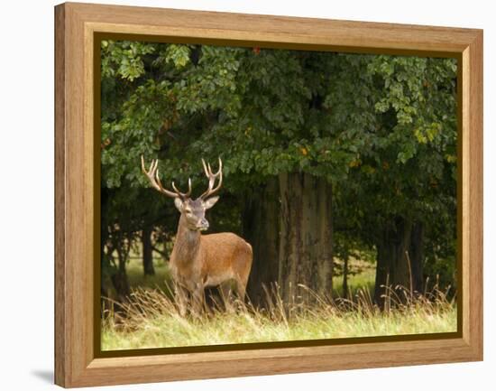 Red Deer Stag, Dyrehaven, Denmark-Edwin Giesbers-Framed Premier Image Canvas