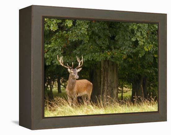 Red Deer Stag, Dyrehaven, Denmark-Edwin Giesbers-Framed Premier Image Canvas