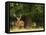 Red Deer Stag, Dyrehaven, Denmark-Edwin Giesbers-Framed Premier Image Canvas