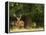 Red Deer Stag, Dyrehaven, Denmark-Edwin Giesbers-Framed Premier Image Canvas