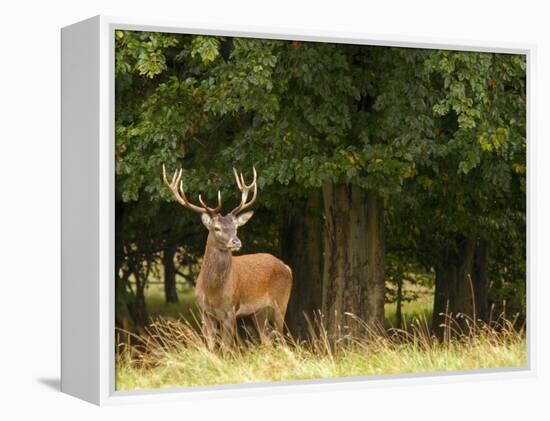 Red Deer Stag, Dyrehaven, Denmark-Edwin Giesbers-Framed Premier Image Canvas