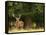 Red Deer Stag, Dyrehaven, Denmark-Edwin Giesbers-Framed Premier Image Canvas