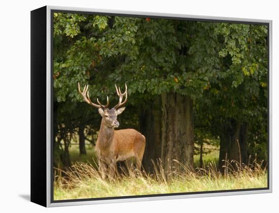 Red Deer Stag, Dyrehaven, Denmark-Edwin Giesbers-Framed Premier Image Canvas