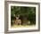 Red Deer Stag, Dyrehaven, Denmark-Edwin Giesbers-Framed Photographic Print