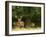 Red Deer Stag, Dyrehaven, Denmark-Edwin Giesbers-Framed Photographic Print