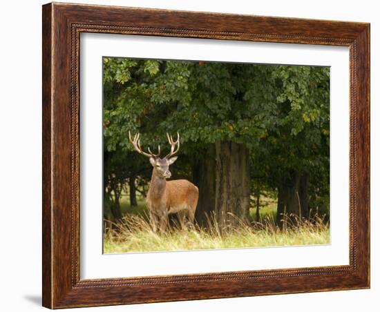 Red Deer Stag, Dyrehaven, Denmark-Edwin Giesbers-Framed Photographic Print