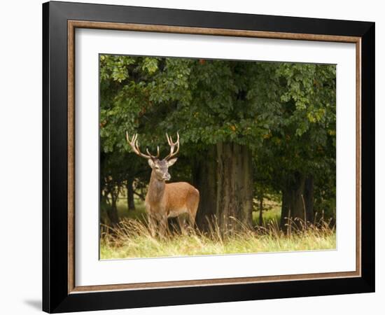 Red Deer Stag, Dyrehaven, Denmark-Edwin Giesbers-Framed Photographic Print