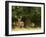 Red Deer Stag, Dyrehaven, Denmark-Edwin Giesbers-Framed Photographic Print