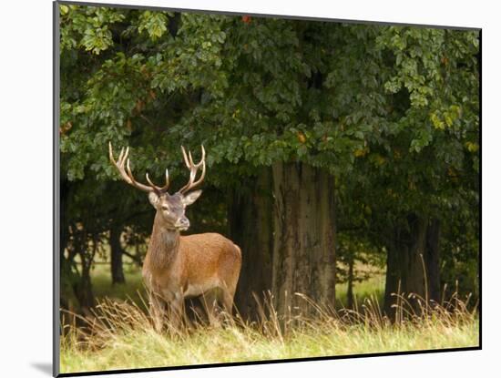 Red Deer Stag, Dyrehaven, Denmark-Edwin Giesbers-Mounted Photographic Print