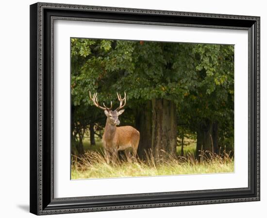 Red Deer Stag, Dyrehaven, Denmark-Edwin Giesbers-Framed Photographic Print