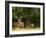 Red Deer Stag, Dyrehaven, Denmark-Edwin Giesbers-Framed Photographic Print