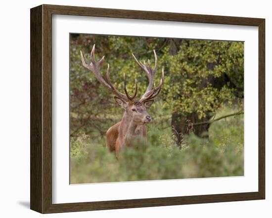 Red Deer Stag, Dyrehaven, Denmark-Edwin Giesbers-Framed Photographic Print