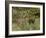 Red Deer Stag, Dyrehaven, Denmark-Edwin Giesbers-Framed Photographic Print