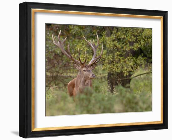 Red Deer Stag, Dyrehaven, Denmark-Edwin Giesbers-Framed Photographic Print