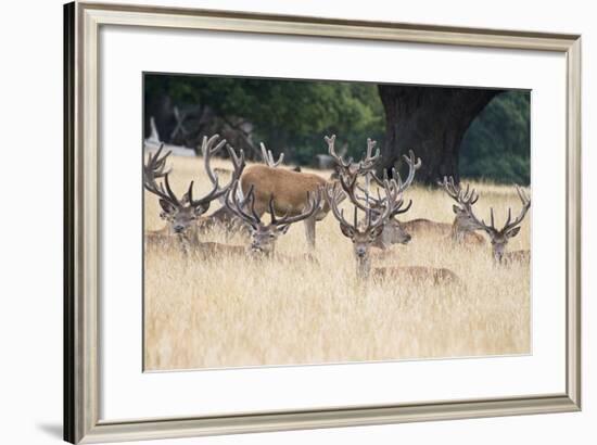 Red Deer Stag Herd in Summer Field Landscape-Veneratio-Framed Photographic Print