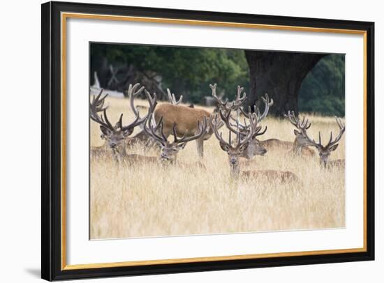 Red Deer Stag Herd in Summer Field Landscape-Veneratio-Framed Photographic Print