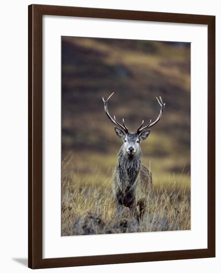 Red Deer Stag in Autumn, Glen Strathfarrar, Inverness-Shire, Highland Region, Scotland-Ann & Steve Toon-Framed Photographic Print