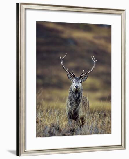 Red Deer Stag in Autumn, Glen Strathfarrar, Inverness-Shire, Highland Region, Scotland-Ann & Steve Toon-Framed Photographic Print