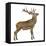 Red Deer Stag in Front of a White Background-Life on White-Framed Premier Image Canvas