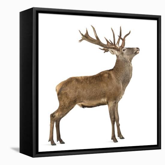 Red Deer Stag in Front of a White Background-Life on White-Framed Premier Image Canvas